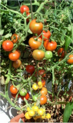 Tomaten auf meinem Balkon